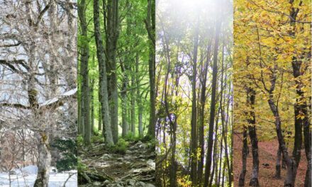 Astrology Modalities Explained: How Cardinal, Fixed, and Mutable Signs Work